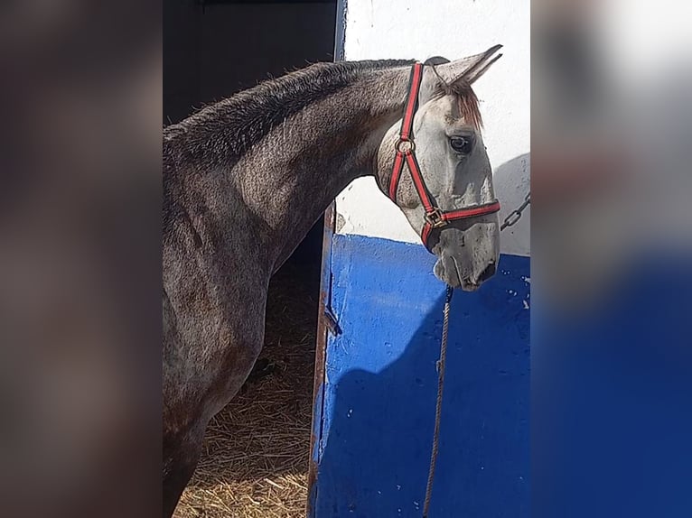 Lusitano Stallion 2 years 15,3 hh Grey in Las Pi&#xF1;as