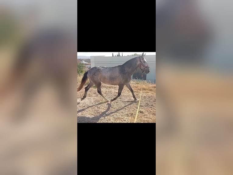 Lusitano Stallion 2 years 15,3 hh Grey in Las Pi&#xF1;as