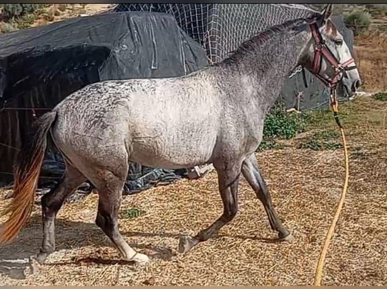 Lusitano Stallion 2 years 15,3 hh Grey in Las Pi&#xF1;as