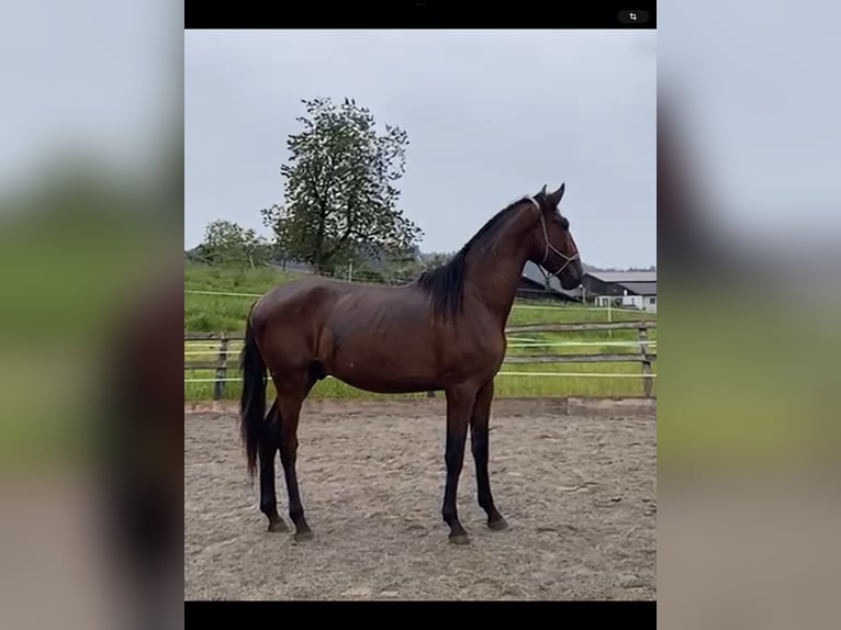 Lusitano Stallion 2 years 16,1 hh Brown in Wila