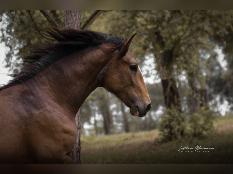 Lusitano Stallion 2 years 16,1 hh Buckskin in Rio Maior