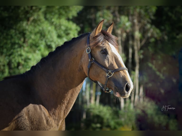 Lusitano Stallion 2 years 16,1 hh Buckskin in Rio Maior