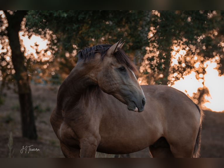 Lusitano Stallion 2 years 16,1 hh Buckskin in Rio Maior