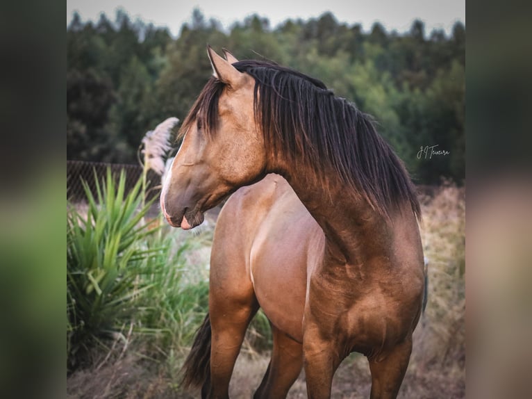 Lusitano Stallion 2 years 16,1 hh Buckskin in Rio Maior