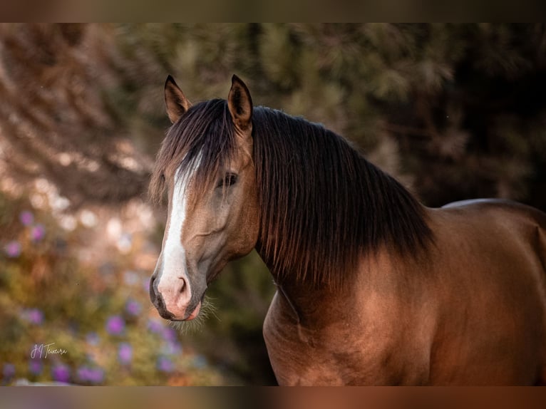 Lusitano Stallion 2 years 16,1 hh Buckskin in Rio Maior