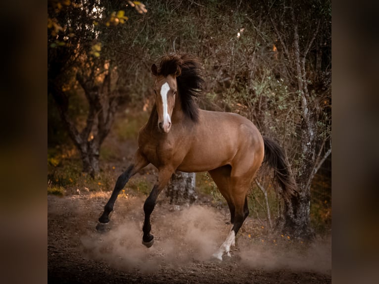 Lusitano Stallion 2 years 16,1 hh Buckskin in Rio Maior