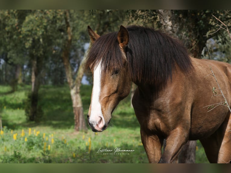 Lusitano Stallion 2 years 16,1 hh Buckskin in Rio Maior