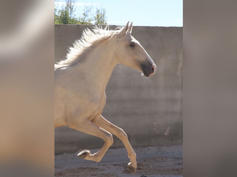 Lusitano Stallion 2 years 16.1 hh Palomino in Rio Maior