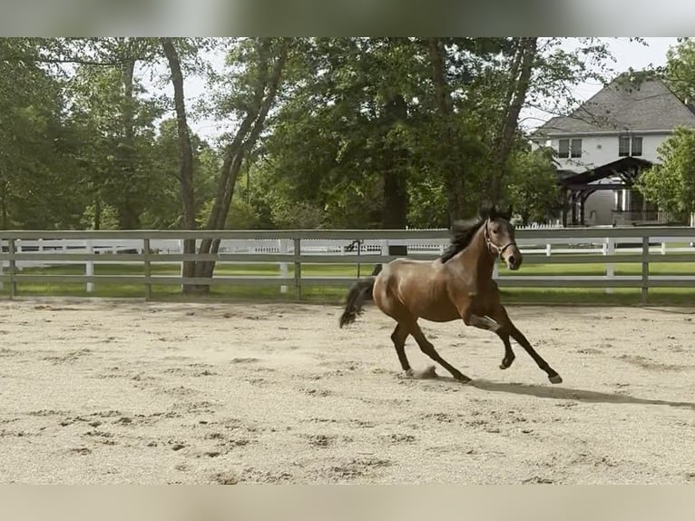 Lusitano Stallion 2 years 16 hh Bay in Stockton