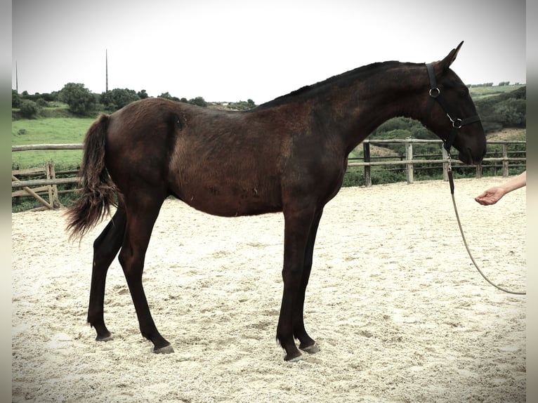 Lusitano Stallion 2 years 16 hh Black in Ribamar