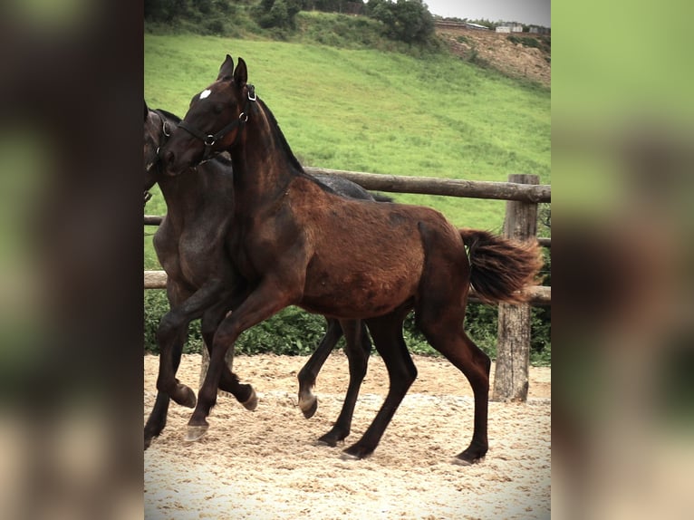 Lusitano Stallion 2 years 16 hh Black in Ribamar