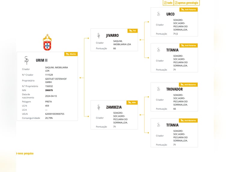 Lusitano Stallion 2 years 16 hh Black in Bedburg