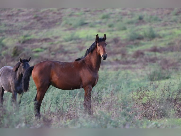 Lusitano Stallion 2 years 16 hh Brown in Rio-Maior