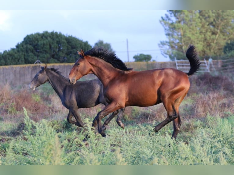 Lusitano Stallion 2 years 16 hh Brown in Rio-Maior