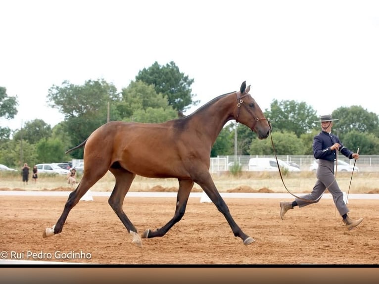 Lusitano Stallion 2 years 16 hh Brown in Idanha-A-Nova