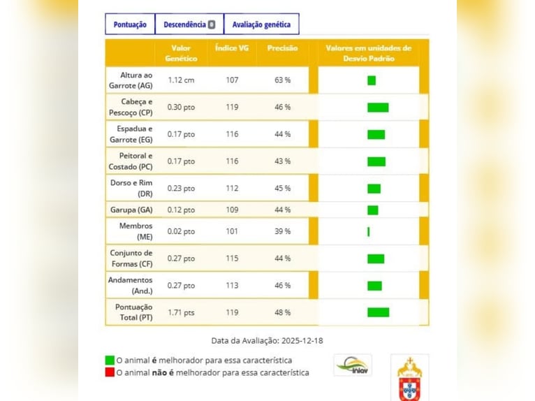 Lusitano Stallion 2 years 16 hh Brown in Idanha-A-Nova