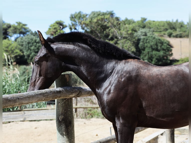 Lusitano Stallion 2 years 16 hh in Ribamar
