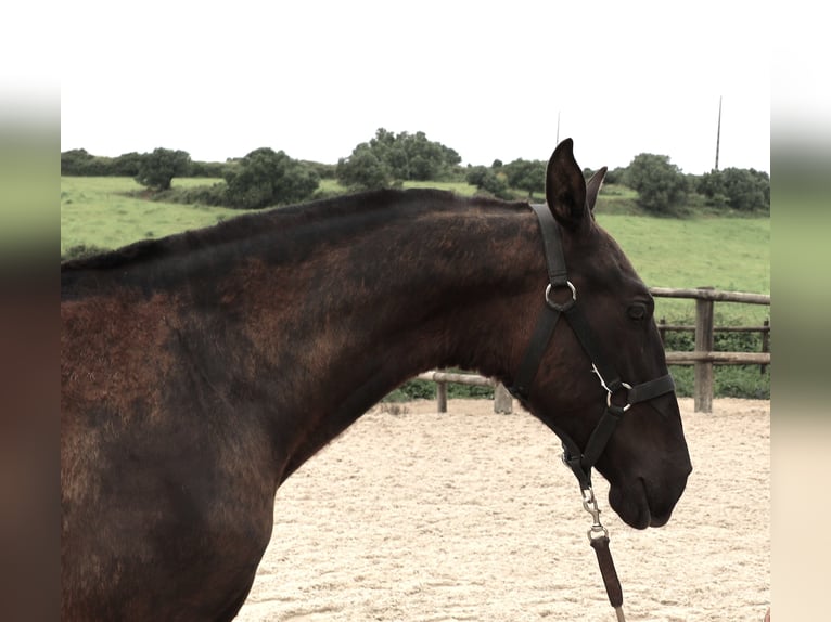 Lusitano Stallion 2 years 16 hh in Ribamar