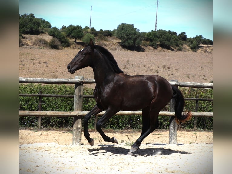 Lusitano Stallion 2 years 16 hh in Ribamar