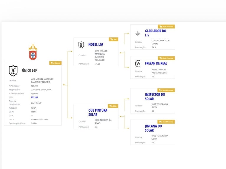Lusitano Stallion 2 years 16 hh Grey in Las Piñas