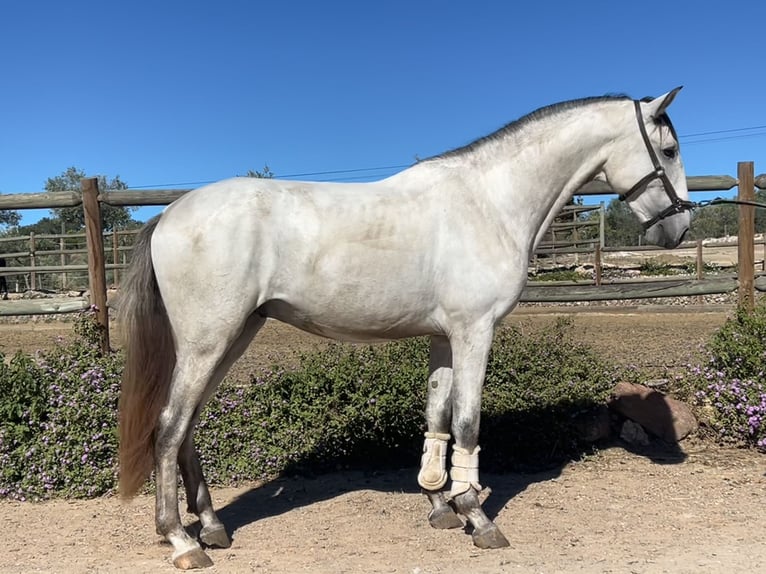 Lusitano Stallion 2 years 16 hh Grey in Évora Monte