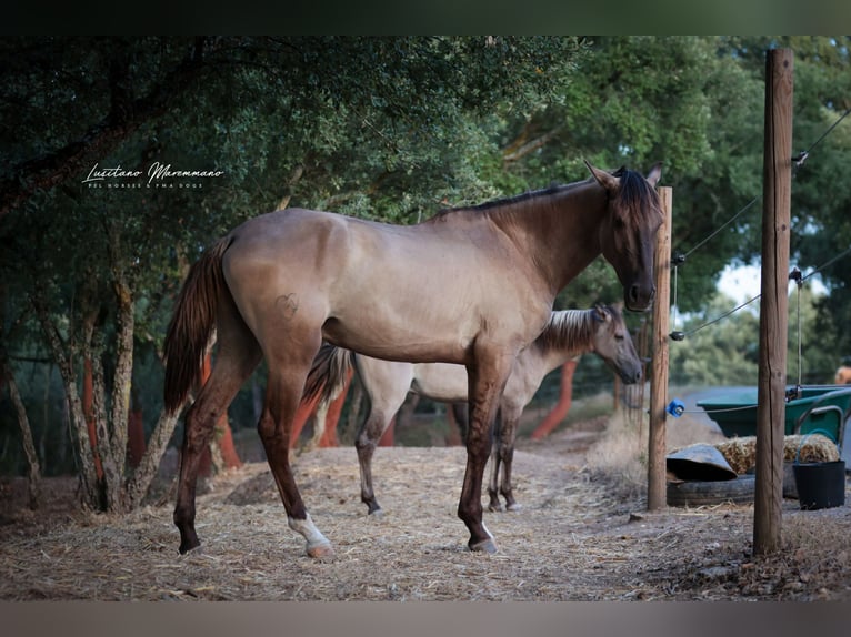 Lusitano Stallion 2 years 16 hh Grullo in Ribeira de São João