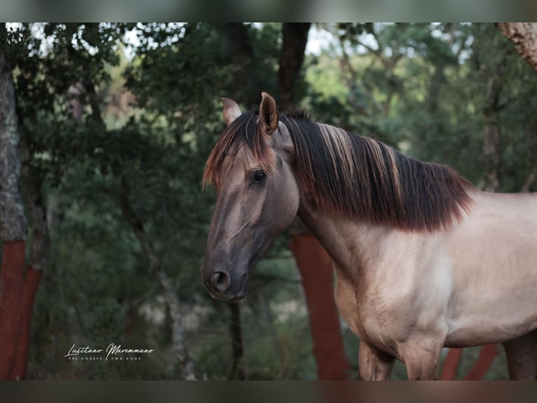 Lusitano Stallion 2 years 16 hh Grullo in Ribeira de São João
