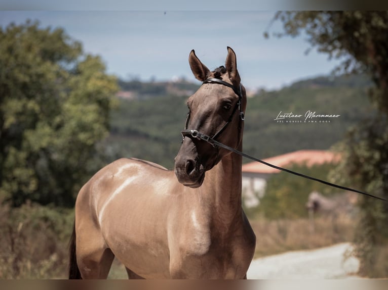 Lusitano Stallion 2 years 16 hh Grullo in Ribeira de São João