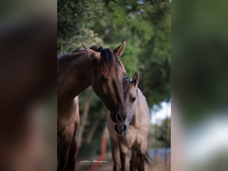 Lusitano Stallion 2 years 16 hh Grullo in Ribeira de São João