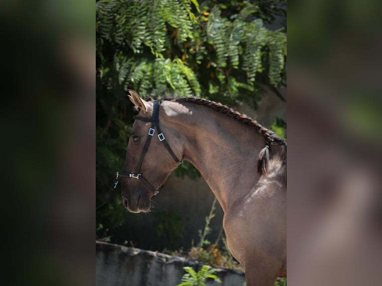 Lusitano Stallion 2 years 16 hh Grullo in Ribeira de São João