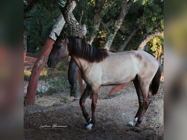 Lusitano Stallion 2 years 16 hh Grullo in Ribeira de São João