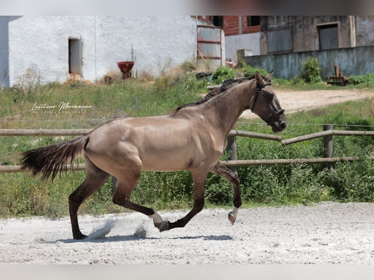 Lusitano Stallion 2 years 16 hh Grullo in Ribeira de São João