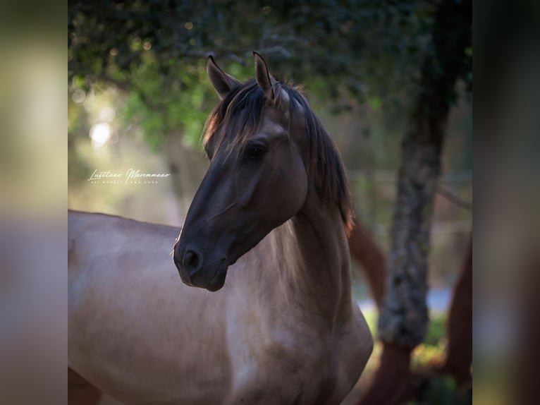 Lusitano Stallion 2 years 16 hh Grullo in Rio Maior