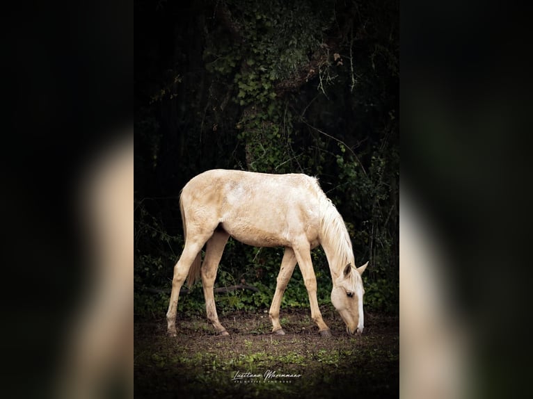 Lusitano Stallion 2 years 16 hh Palomino in Rio Maior