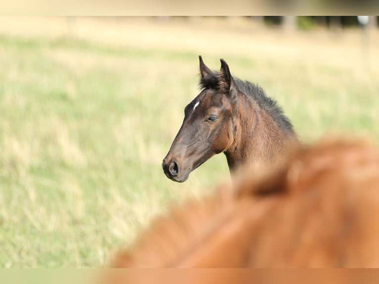 Lusitano Stallion 2 years 16 hh Smoky-Black in Bogen