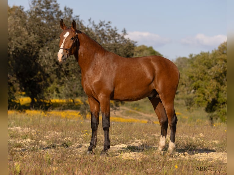 Lusitano Stallion 2 years 16,1 hh Brown-Light in Lavre