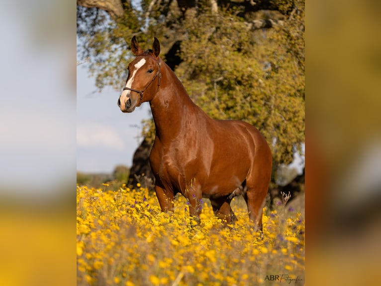 Lusitano Stallion 2 years 16,1 hh Brown-Light in Lavre