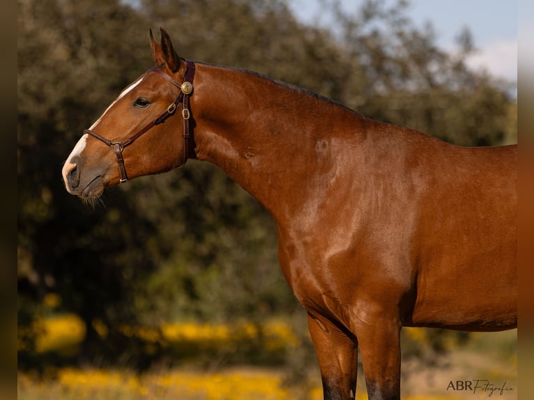 Lusitano Stallion 2 years 16,1 hh Brown-Light in Lavre