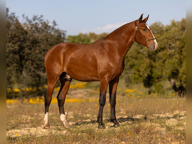 Lusitano Stallion 2 years 16,1 hh Brown-Light in Lavre