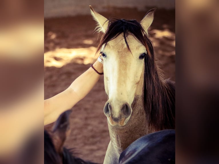 Lusitano Stallion 2 years 16,1 hh Dun in Bogen