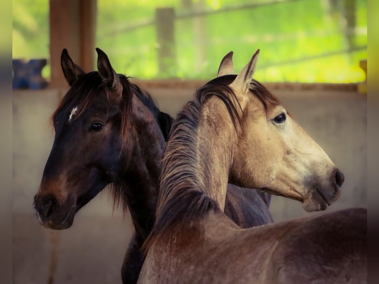 Lusitano Stallion 2 years 16,1 hh Dun in Bogen