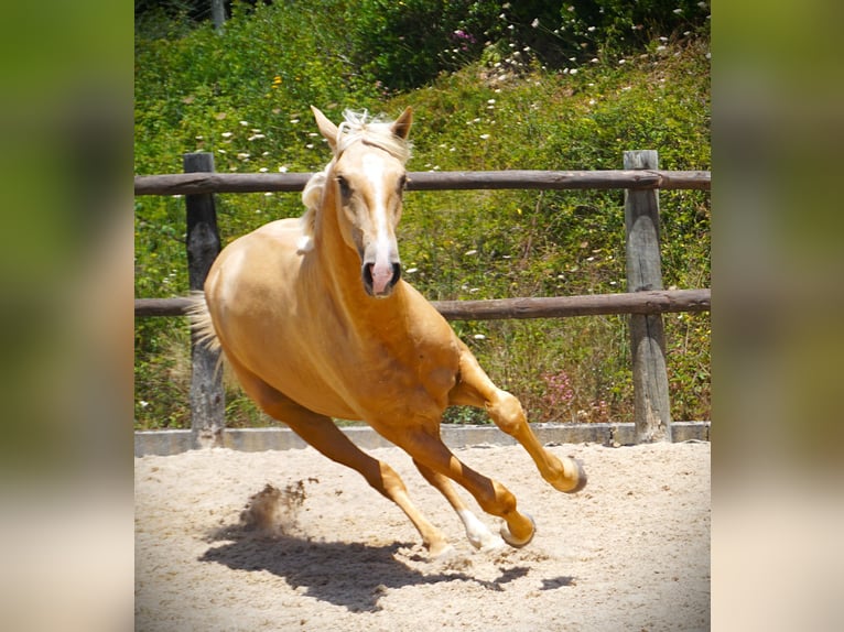 Lusitano Stallion 2 years 16,2 hh Palomino in Ribamar