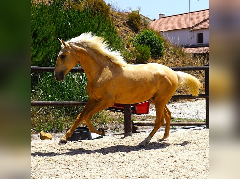 Lusitano Stallion 2 years 16,2 hh Palomino in Ribamar