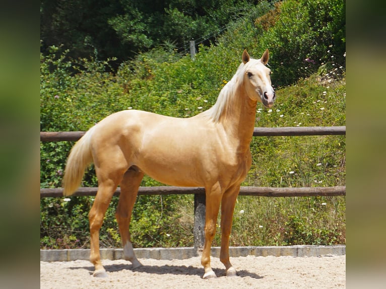 Lusitano Stallion 2 years 16,2 hh Palomino in Ribamar