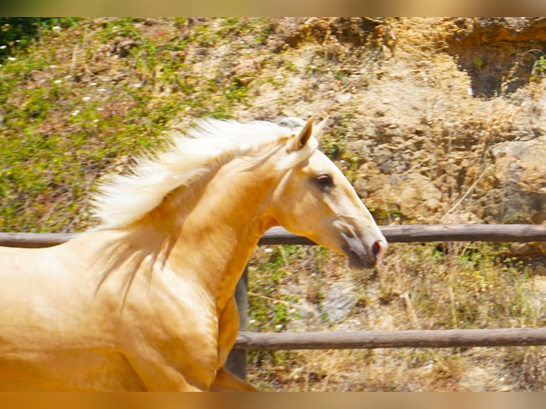 Lusitano Stallion 2 years 16,2 hh Palomino in Ribamar