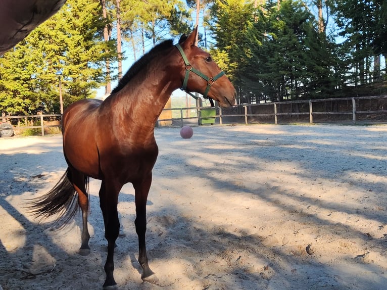Lusitano Stallion 2 years Bay in Cacheina