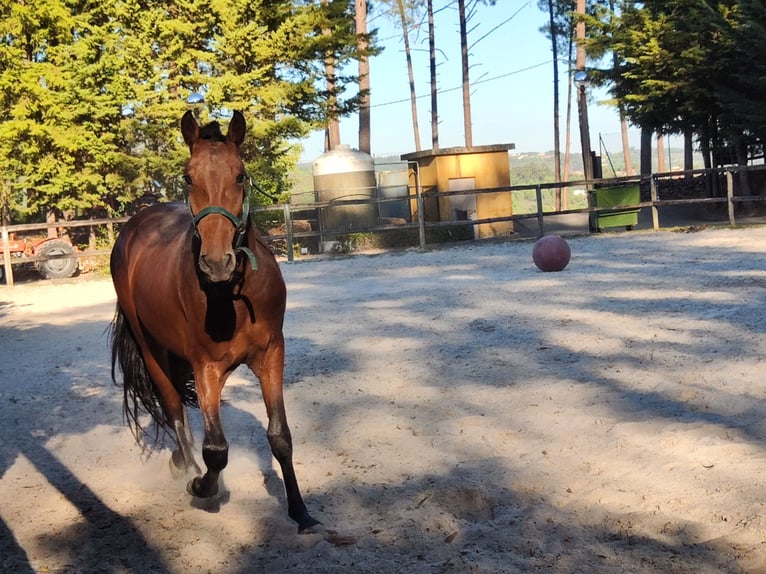 Lusitano Stallion 2 years Bay in Cacheina