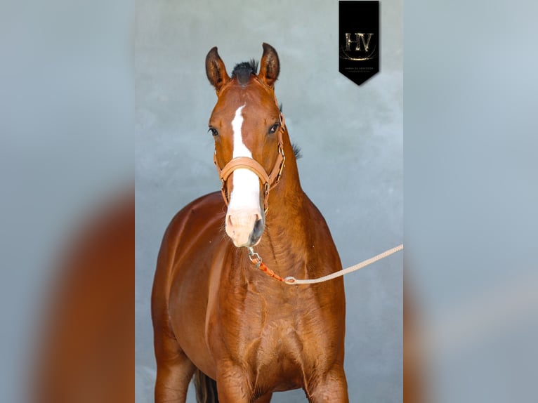 Lusitano Stallion 2 years Brown in Grury