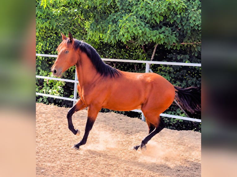 Lusitano Stallion 2 years Brown in Jerez