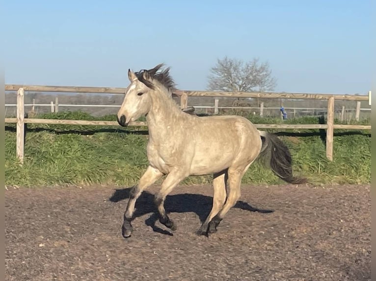 Lusitano Stallion 2 years Dun in Saint Marcel en Marcillat